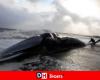 Ile de Ré: a stranded whale probably the victim of military sonar