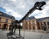 A giant dinosaur skeleton sold for 6 million euros in Yvelines