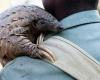 Wildlife crime: The African pangolin in danger – Lequotidien