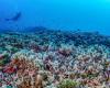 World's largest coral discovered – so big it's visible from space