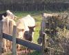 A deer takes up residence in a herd of cows, the 30 Million Friends Foundation mobilized to save it