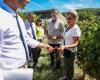 At least 900 hectares of vines uprooted in Lot-et-Garonne