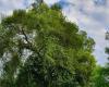 “We represent Île-de-France”, this small town in Seine-et-Marne candidate for the tree of the year