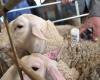 “The vaccine will be fully covered”: faced with the danger of bluetongue, Gers sheep farming is being vaccinated