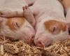 Researchers manage to resuscitate pig brains 1 hour after their death thanks to… their liver ????