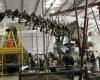 Giant dinosaur skeleton sold for 4.7 million euros in France