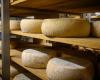 The best cheese in the world 2024 is Portuguese, ahead of nearly 4,800 competitors