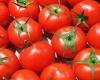 Morocco: tomato prices continue to soar