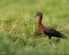 an ornithological festival at the Etang du Gol to raise awareness about the protection of endemic birds of Reunion Island