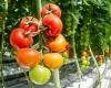 400 demonstrators against a project of giant greenhouses for tomatoes