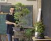 this farmer from Dordogne is a star in the bonsai world