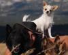 Obi Wan, a 22 cm chihuahua who “doesn’t give up”, has become a real shepherd dog and a TikTok star