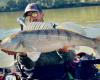 What is this fish that we catch in autumn on the rivers of Aude?