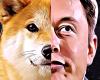 DOGE: the lawsuit against Elon Musk regarding Dogecoin is definitively abandoned