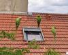 Where do these green parakeets that we see in Paris and Île-de-France come from?