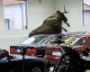 A stray moose destroys a vintage BMW