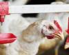 Avian flu detected in 2 farms in Abbotsford and Chilliwack