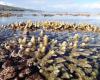 Raise awareness about the preservation of the coral reefs of Reunion Island before they disappear