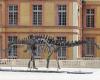 Vulcain the Jurassic colossus, sold for several million euros: News