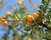 Morocco launches an ambitious project of 10,000 hectares of argan trees – Consonews