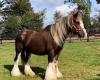 a “dramatic outcome” for the missing purebred horse