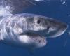 A white shark measuring more than three meters observed off the Var coast