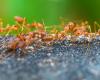 Electric ants detected in the south of France: what is this invasive species with painful stings?