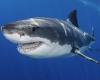 A great white shark measuring almost 4 meters seen off the coast causes a sensation