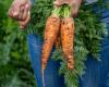 Organic carrots contaminated with E. coli bacteria cause one death and 38 illnesses