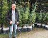 In Isère, a fir tree producer prepares before the holidays