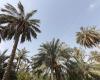 Uprooting palm trees, an illegal practice that threatens biodiversity