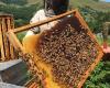 Import taxes cut to 2.5%, beekeepers furious