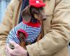 “Paris Sausage Walk 2024”: 500 dachshunds paraded