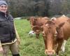 she launches a kitty to finance her herd of cows