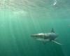 a Great white shark off the coast of Var