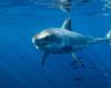 Var: a great white shark observed in the waters of Porquerolles