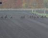 PRIX DE CASSIS – PARIS-VINCENNES – 11/18/2024: starters, predictions and results in videos – Race 5