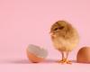 We know which of the chicken or the egg came first, here is the answer from science