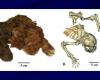 a saber-toothed kitten mummified for 37,000 years found in the ice