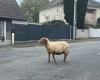 “Rallye”, the only surviving sheep, was found by the Laval municipal police