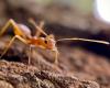 A new home of electric ants discovered in the Var