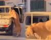 A lion falling from a car in the streets of Libya ignites social networks (video)