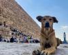 Apollo and his dog friends, new stars of the pyramids