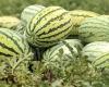 new city bans watermelon cultivation