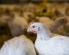 Two flocks of poultry in Montérégie infected with avian flu