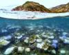 record mortality in part of the Great Barrier Reef