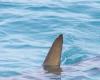 A 4 meter great white shark observed off the coast of Var