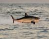 a great white shark seen off the coast of Porquerolles