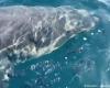 A great white shark observed in the Mediterranean, off the coast of Var