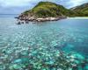 Australia: Record coral mortality in part of the Great Barrier Reef